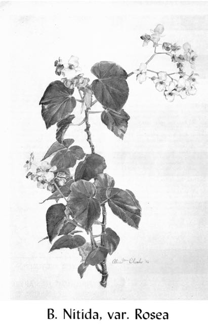 B. ‘Nitida var. Rosea’